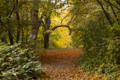 Herfst in het bos