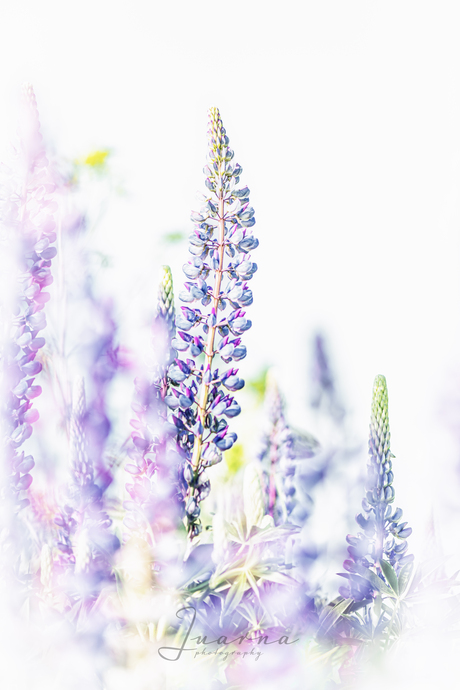 Lupine