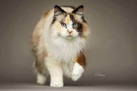 Ragdoll Shira