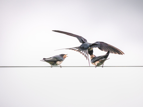 Swallows in action