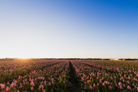 Tulpen Noordwijk