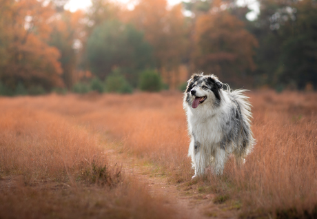 Herfst met een zonnetje. 