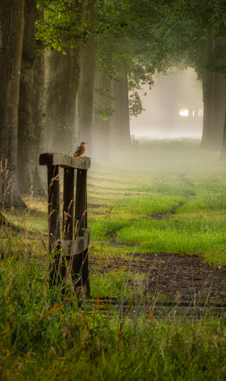 Ijsvogel steelt de show in Hollands tafereel