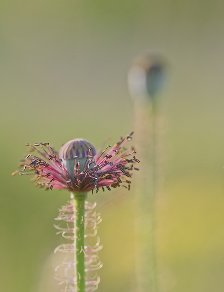 Klaproos in retraite 