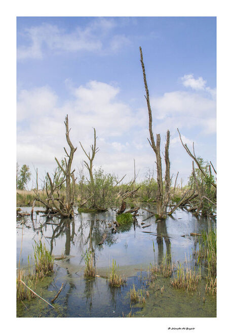 Moeras in de oostvaardersplassen