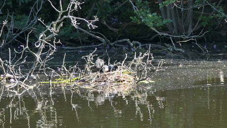 2020-05-28 - Bantam - Meerkoeten op nest (5)