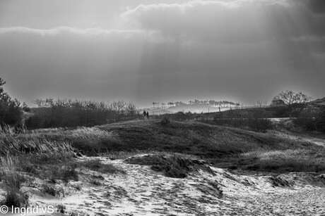 Schoorlse Duinen