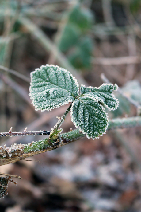 Blad in vrieskou