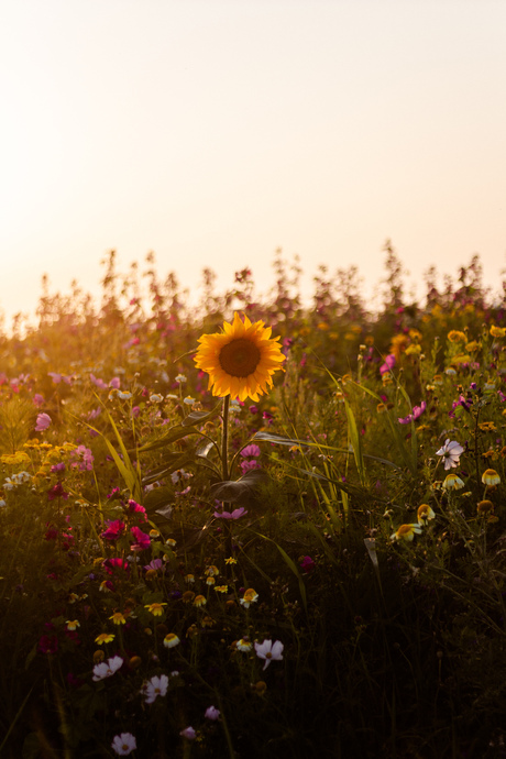 De stralende zonnebloem