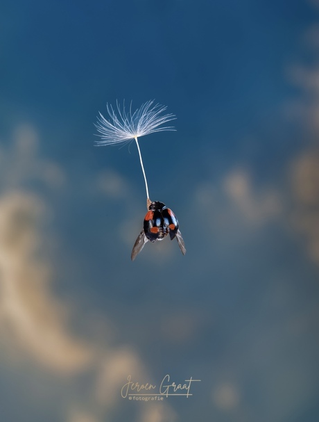 Lieveheersbeestje 🐞 aan een parachute 