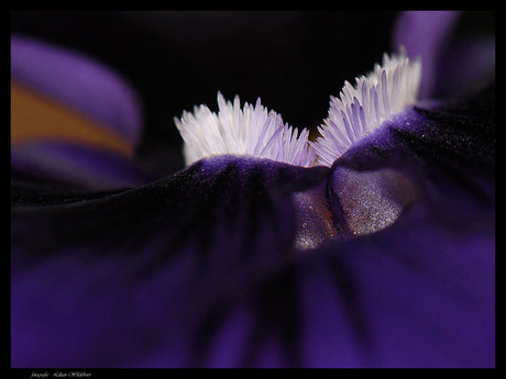 Viola cornuta