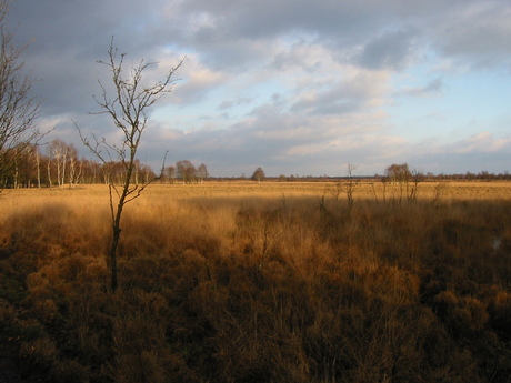 Schilderachtige heide