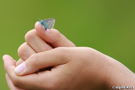 icarusblauwtje op hand