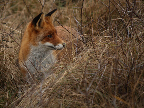 Vos in de duinen