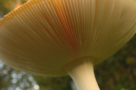 Mag ik even in uw huisje kijken?