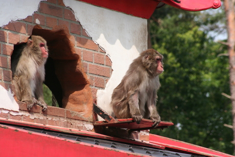 Bassie & Adriaan