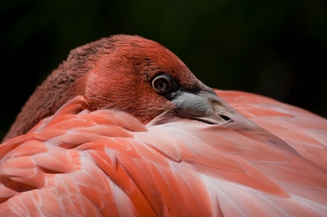 Flamingo in ruste