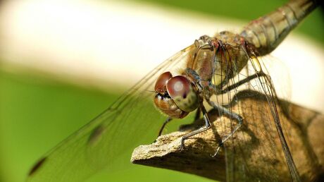 Close-up