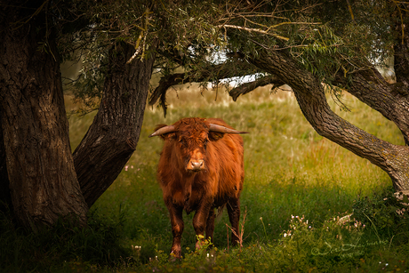 schotse hooglander  in de schaduw