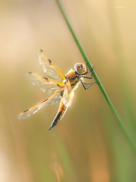 Sprookjes in de vroege ochtend