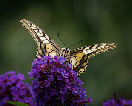 Portret met de Koninginnenpage 🦋