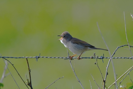 Zingend op de draad..