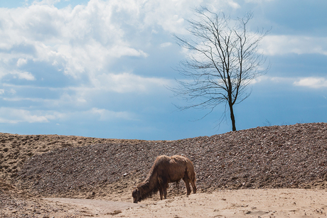 Wildlife Emmen - 02