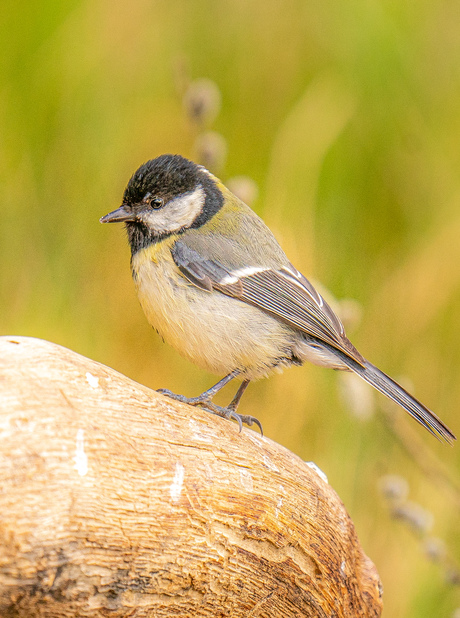 Great Tit 😁