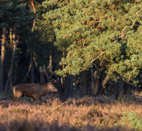 Hoge Veluwe