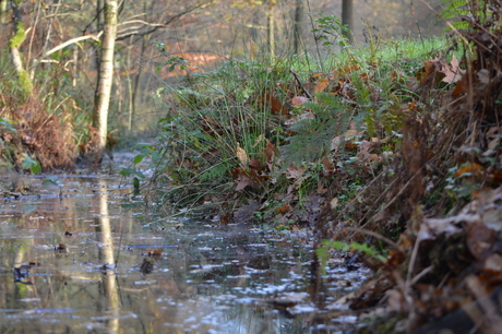 beek in het bos