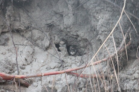 Oeverzwaluwen wachten op eten