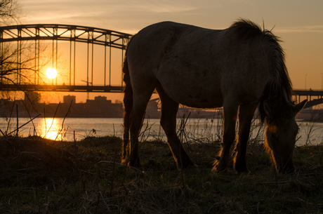 Ooijpolder bij zonsondergang