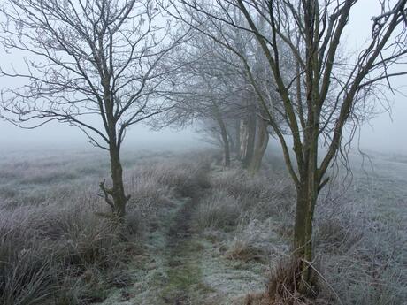 Houtwal bij Gasteren (Drenthe)