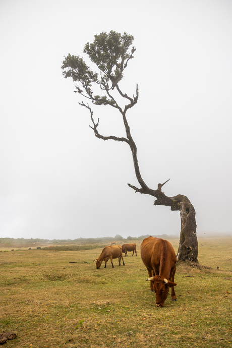 ¨laurierbos in madeira