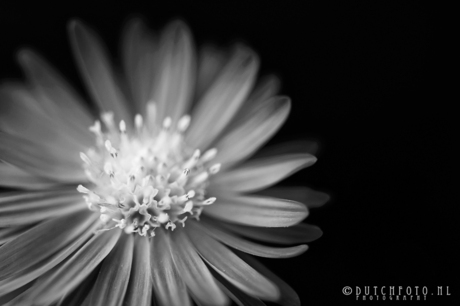 Black & White Flower