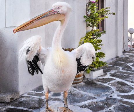 Ik maak mij mooi voor jou vrije pelikaan op myconos