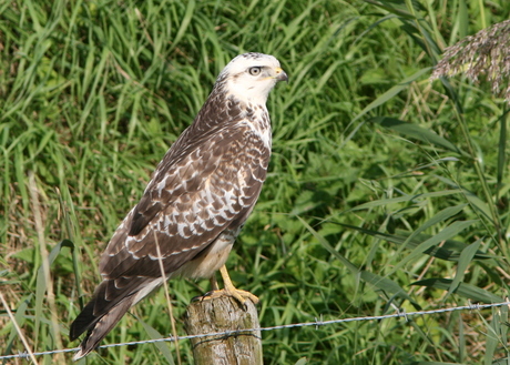 blonde buizerd