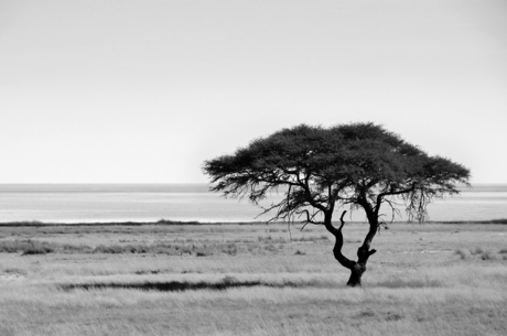 Etosha - Zwart-wit