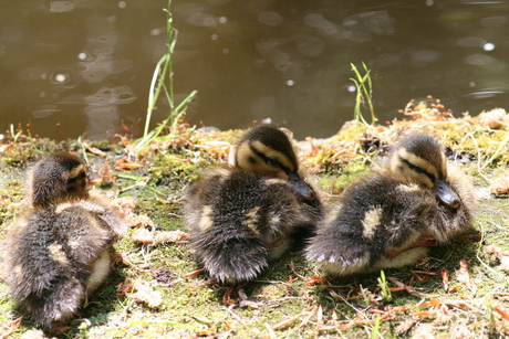 Alle eendjes zwemmen in het water