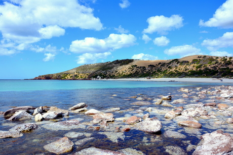 Kangaroo Island zonder kangoeroes!