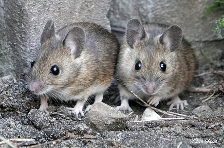 "Ehm jij ziet haar toch ook..."