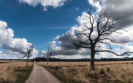 Het weidse Deelerwoud