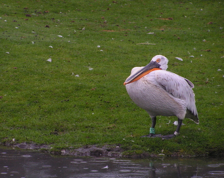 Stoere Pelikaan