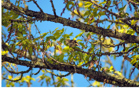 Fitis hoog in de boom