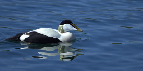Eider ( man ).