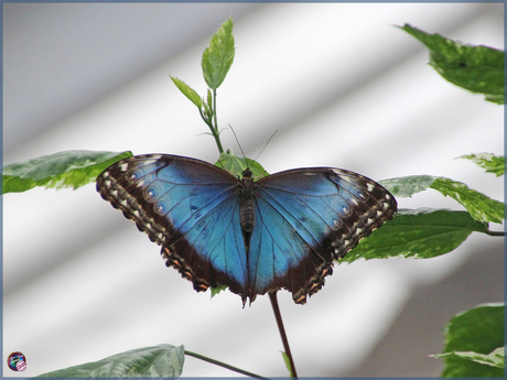 Blauwe Morpho Vlinder …