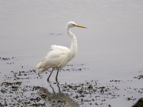 Grote zilverreiger