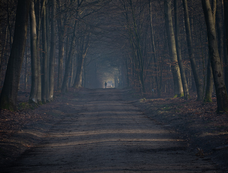 Woods of the Netherlands 