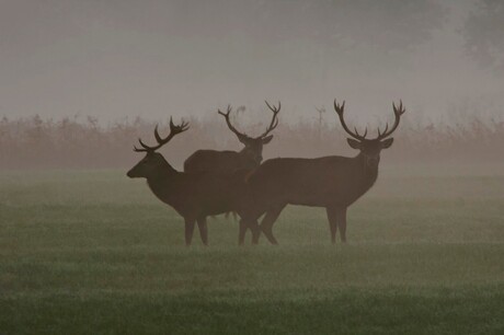 Edelherten in de mist...