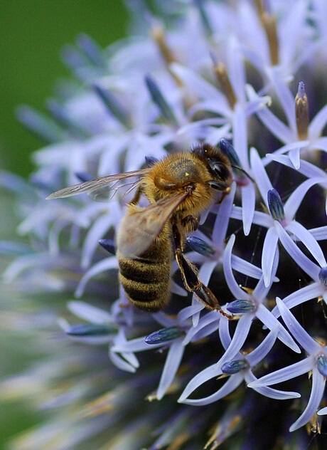 Bij op distel